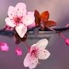 cherrysblossss